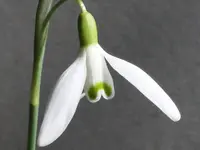 2026Schneegl.webp