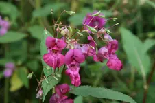 Springkraut0119.webp