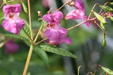 Springkraut0219.webp