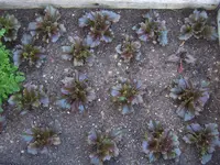 Garten 03.05 (4).webp