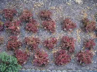 Garten 03.05 (15).webp