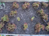 Garten 03.05 (9).webp
