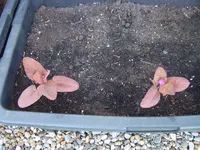 Garten 03.05 (13).webp