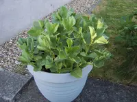 Garten 03.05 (8).webp