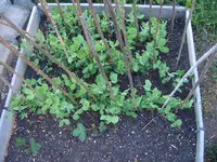 Garten 03.05 (12).webp