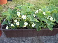 Garten 03.05 (14).webp