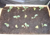 Garten 03.05 (3).webp