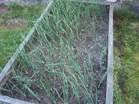 Garten 03.05 (1).webp