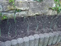 Garten 03.05 (5).webp