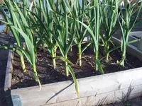 Garten 03.05 (10).webp
