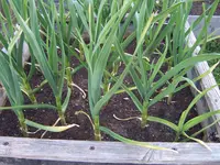 Garten 03.05 (11).webp