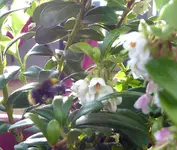 2.webp