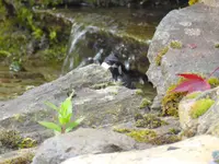 034.webp