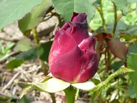 052.webp