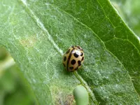101.webp