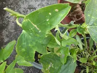 001.webp