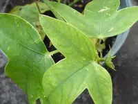 003.webp