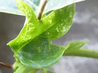 004.webp