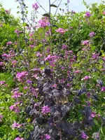 IMG_20260502_120433.webp