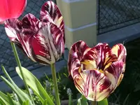 2026TuInsu1.webp