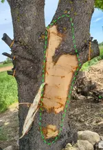 Acer-Wunde_2026-05-betitelt.webp