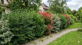 Vorstellung_Hecke.webp
