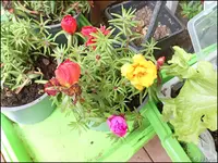 c008.webp
