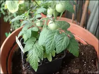 c010.webp