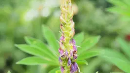 Lupine 2.webp