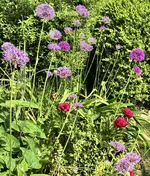 PfingstrosenAllium.webp