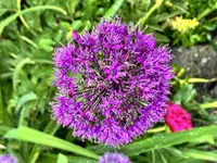 Allium 26.webp
