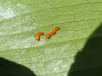2026LilHaEier.webp