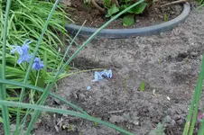 Scilla 'Spring Beauty' +Sämlinge 20260414.webp