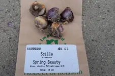 Scilla 'Spring Beauty' 5statt10 20251205.webp