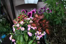 Sommer 0126.webp