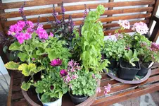Sommer 0226.webp