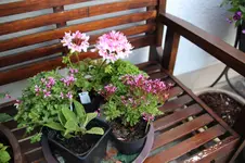 Sommer 0326.webp