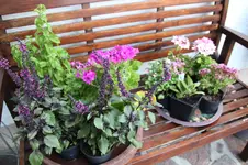 Sommer 0426.webp