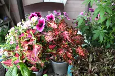 Sommer 0626.webp