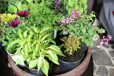 Sommer 0726.webp