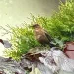 Bild.webp