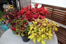 Buntnessel     0124.webp