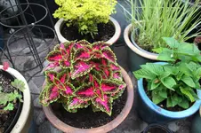 Buntnessel     0125.webp