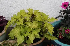 Buntnessel   0123.webp