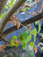 IMG_20260508_191642.webp
