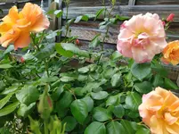 IMG_20260509_121506.webp IMG_20260509_121506.webp