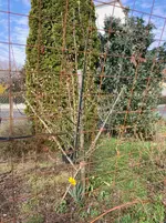 Birne-A_2026-03 >.webp Birne-A_2026-03 >.webp