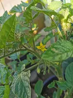 IMG_20260510_081130.webp