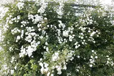 Rose Unschuld0625.webp