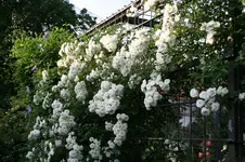 Rose Meidiland Alba0118.webp